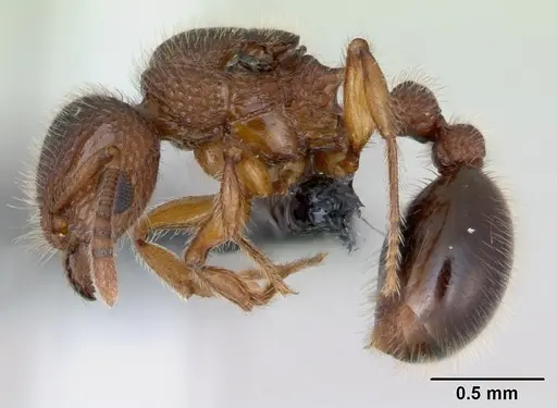 Tetramorium lanuginosum specimen CASENT0103336 image casent0103336_3