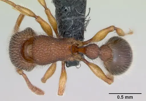 Tetramorium lanuginosum specimen CASENT0125328 image casent0125328_1