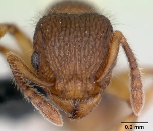 Tetramorium lanuginosum specimen CASENT0125328 image casent0125328_2