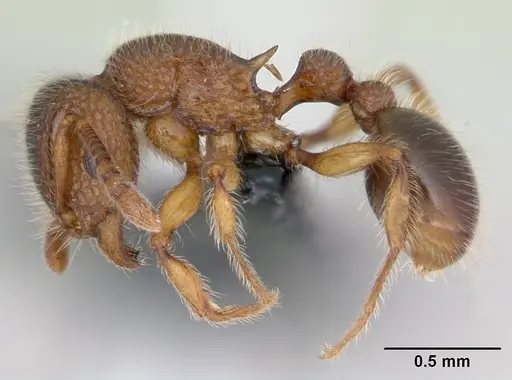 Tetramorium lanuginosum specimen CASENT0125328 image casent0125328_3