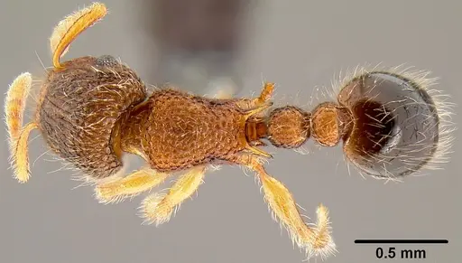 Tetramorium lanuginosum specimen CASENT0171128 image casent0171128_1