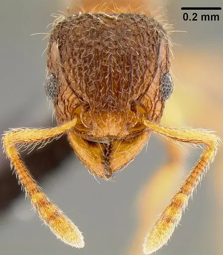 Tetramorium lanuginosum specimen CASENT0171128 image casent0171128_2