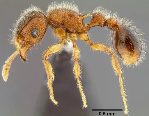 Tetramorium lanuginosum specimen CASENT0171128 image casent0171128_3