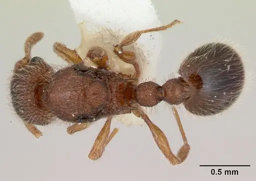 Tetramorium lanuginosum specimen CASENT0173288 image casent0173288_1