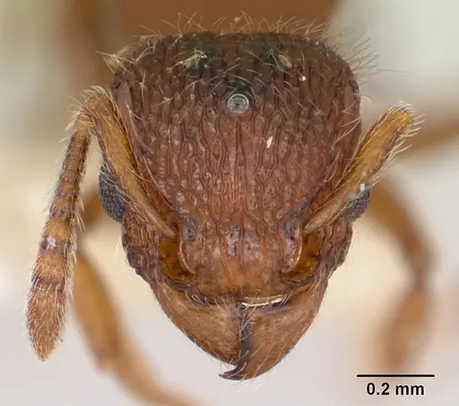 Tetramorium lanuginosum specimen CASENT0173288 image casent0173288_2