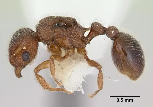 Tetramorium lanuginosum specimen CASENT0173288 image casent0173288_3