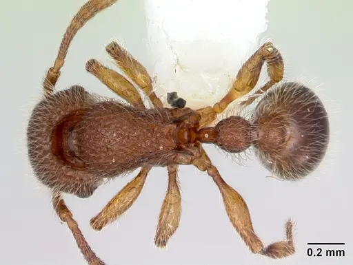 Tetramorium lanuginosum specimen CASENT0173289 image casent0173289_1