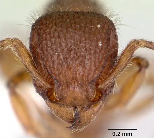 Tetramorium lanuginosum specimen CASENT0173289 image casent0173289_2