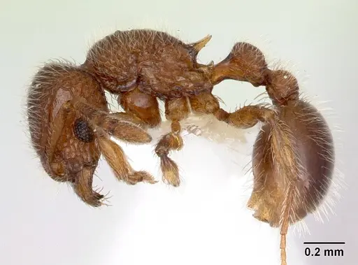 Tetramorium lanuginosum specimen CASENT0173289 image casent0173289_3