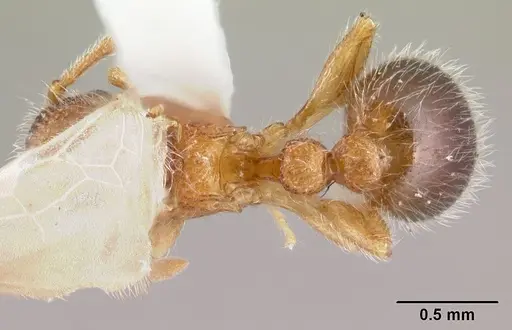 Tetramorium lanuginosum specimen CASENT0178437 image casent0178437_1