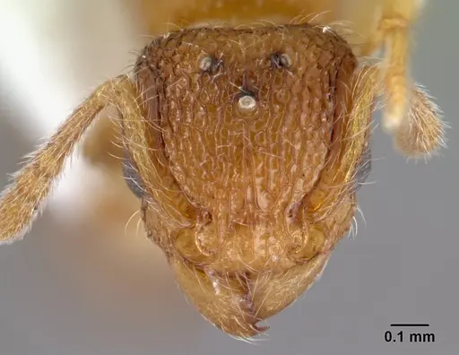 Tetramorium lanuginosum specimen CASENT0178437 image casent0178437_2
