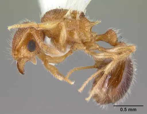 Tetramorium lanuginosum specimen CASENT0178437 image casent0178437_3