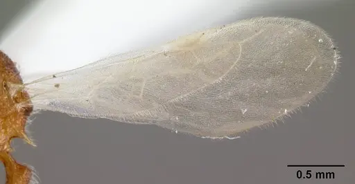 Tetramorium lanuginosum specimen CASENT0178437 image casent0178437_4