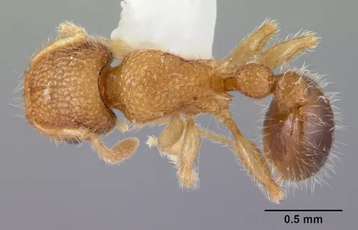 Tetramorium lanuginosum specimen CASENT0178438 image casent0178438_1