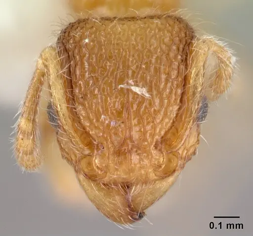 Tetramorium lanuginosum specimen CASENT0178438 image casent0178438_2