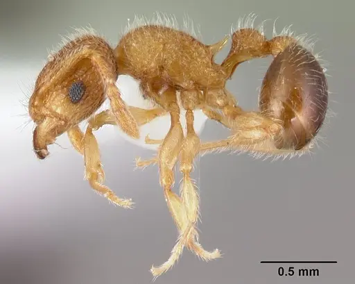 Tetramorium lanuginosum specimen CASENT0178438 image casent0178438_3