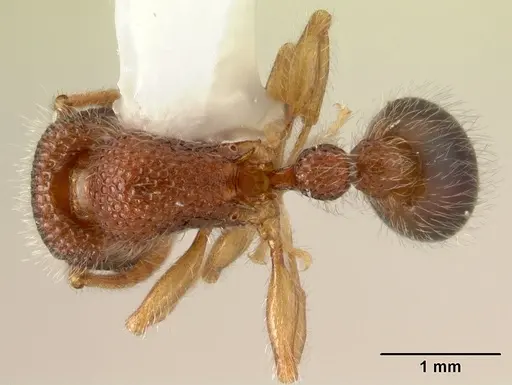 Tetramorium lanuginosum specimen CASENT0178439 image casent0178439_1