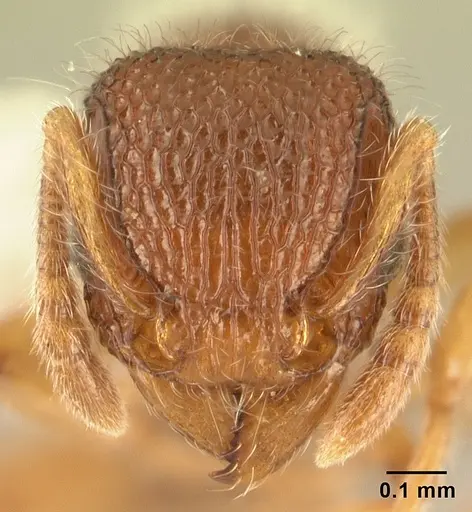 Tetramorium lanuginosum specimen CASENT0178439 image casent0178439_2
