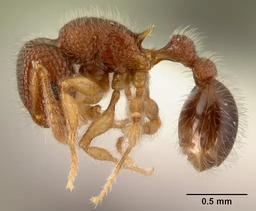 Tetramorium lanuginosum specimen CASENT0178439 image casent0178439_3