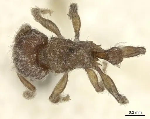Tetramorium lanuginosum specimen CASENT0235202 image casent0235202_1