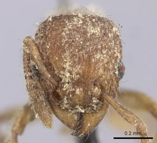 Tetramorium lanuginosum specimen CASENT0235202 image casent0235202_2