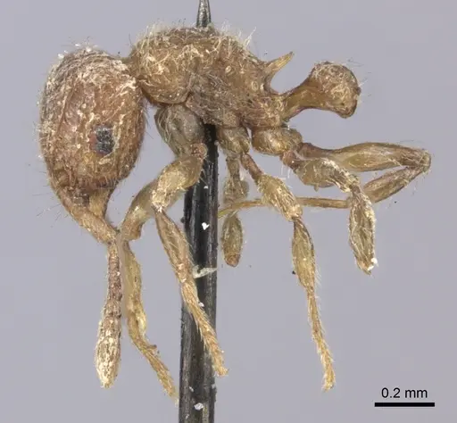 Tetramorium lanuginosum specimen CASENT0235202 image casent0235202_3