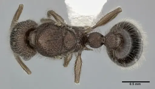 Tetramorium lanuginosum specimen CASENT0246147 image casent0246147_1
