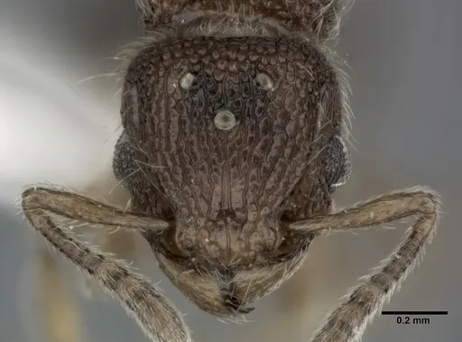 Tetramorium lanuginosum specimen CASENT0246147 image casent0246147_2