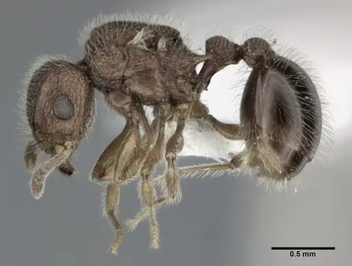 Tetramorium lanuginosum specimen CASENT0246147 image casent0246147_3