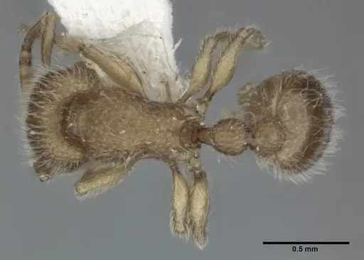 Tetramorium lanuginosum specimen CASENT0246148 image casent0246148_1