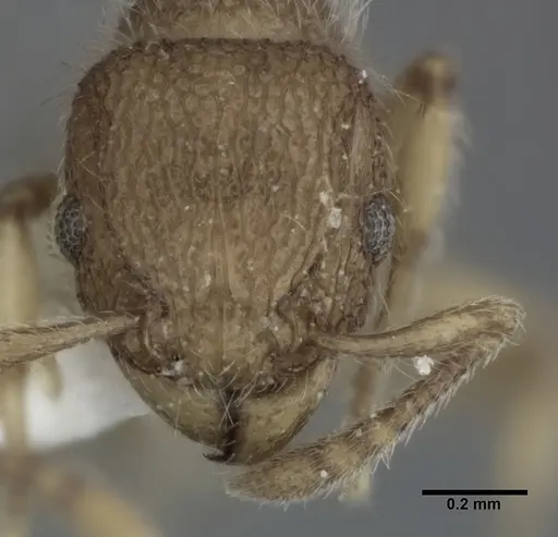 Tetramorium lanuginosum specimen CASENT0246148 image casent0246148_2