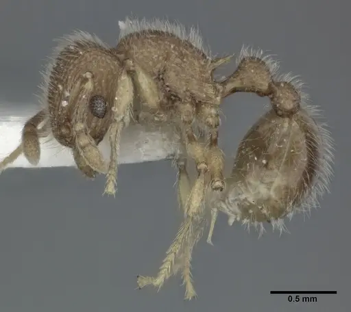 Tetramorium lanuginosum specimen CASENT0246148 image casent0246148_3