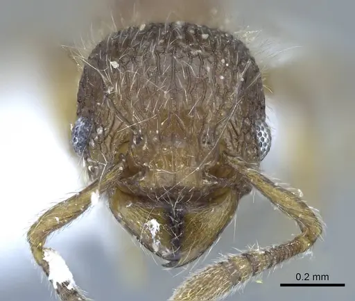 Tetramorium lanuginosum specimen CASENT0248785 image casent0248785_1