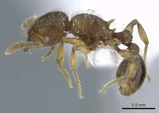 Tetramorium lanuginosum specimen CASENT0248785 image casent0248785_2