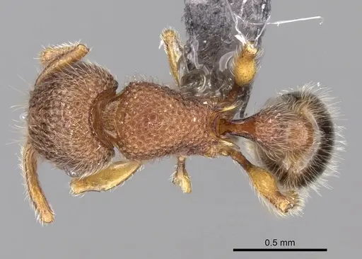 Tetramorium lanuginosum specimen CASENT0263782 image casent0263782_1