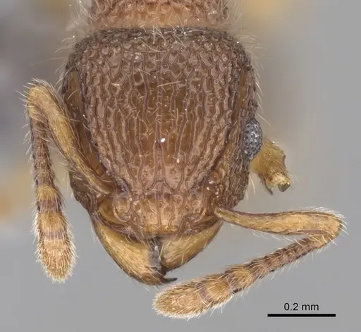 Tetramorium lanuginosum specimen CASENT0263782 image casent0263782_2