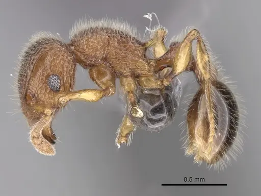 Tetramorium lanuginosum specimen CASENT0263782 image casent0263782_3
