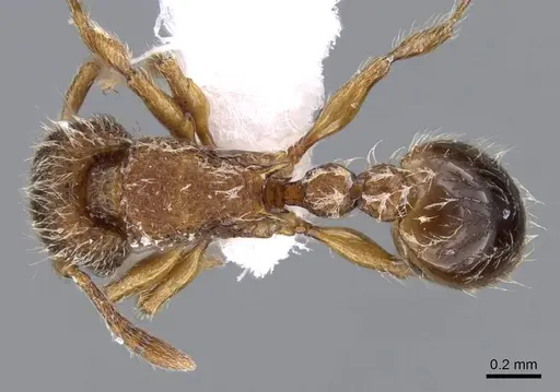 Tetramorium lanuginosum specimen CASENT0746619 image casent0746619_1