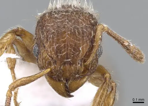 Tetramorium lanuginosum specimen CASENT0746619 image casent0746619_2