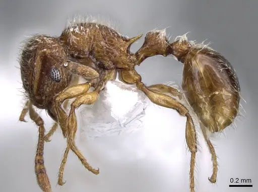 Tetramorium lanuginosum specimen CASENT0746619 image casent0746619_3