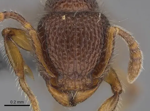 Tetramorium lanuginosum specimen CASENT0766232 image casent0766232_1