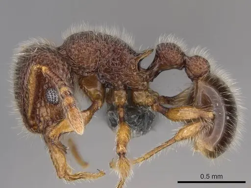 Tetramorium lanuginosum specimen CASENT0766232 image casent0766232_2