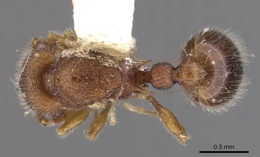 Tetramorium lanuginosum specimen CASENT0901051 image casent0901051_1