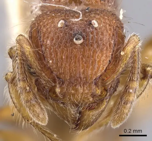 Tetramorium lanuginosum specimen CASENT0901051 image casent0901051_2