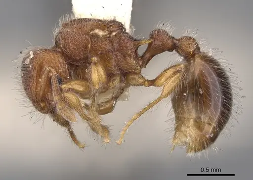 Tetramorium lanuginosum specimen CASENT0901051 image casent0901051_3