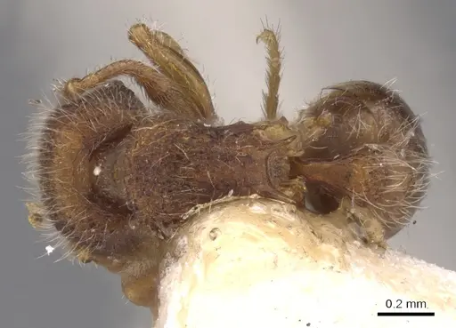 Tetramorium lanuginosum specimen CASENT0901052 image casent0901052_1