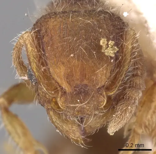 Tetramorium lanuginosum specimen CASENT0901052 image casent0901052_2