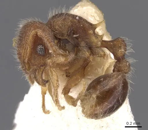 Tetramorium lanuginosum specimen CASENT0901052 image casent0901052_3