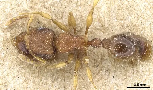Tetramorium lanuginosum specimen CASENT0904798 image casent0904798_1