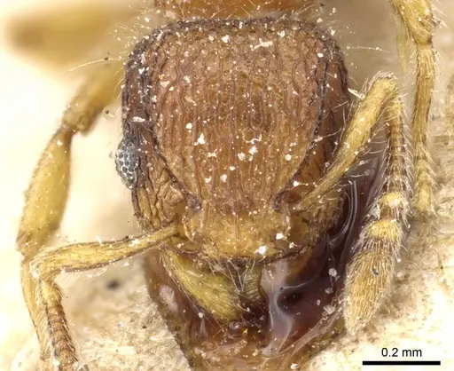 Tetramorium lanuginosum specimen CASENT0904798 image casent0904798_2